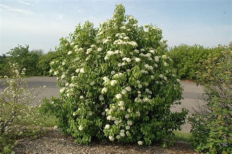 Nannyberry (Viburnum lentago) in Denver Centennial Littleton Aurora ...