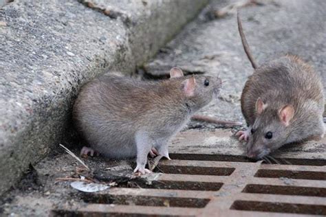 Beneath the Surface: The Intriguing Life of Rats in Sewers and Homes - Sewerstore Suppliers Of ...