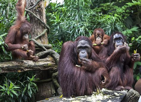 Singapore Zoo - SMARTTRAVELERS