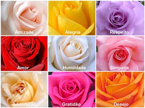 Tipos de rosas 🌹 Fotos, nomes, cores e significados