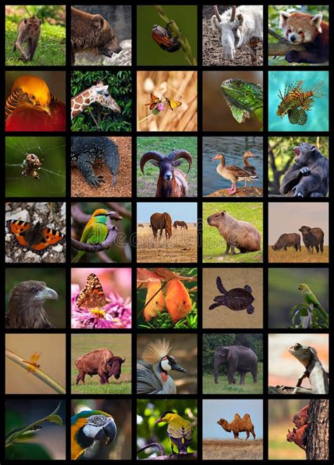 Animals Collage. With various wild animals , #sponsored, #Collage, # ...