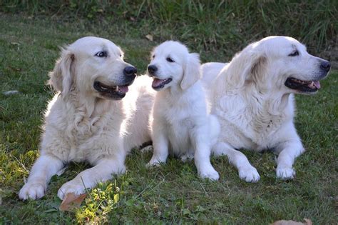 The Subtle Differences Between Male and Female Golden Retrievers That ...