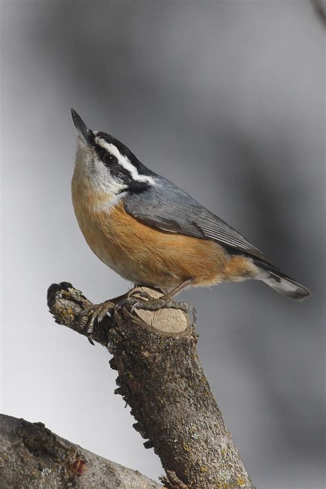 Show Me A Picture Of A Nuthatch - PictureMeta