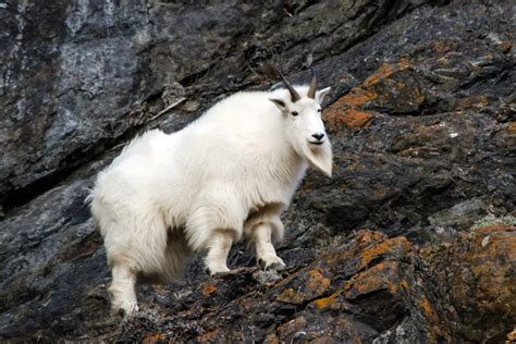 Goat Symbolism - Spirit Animal Totems