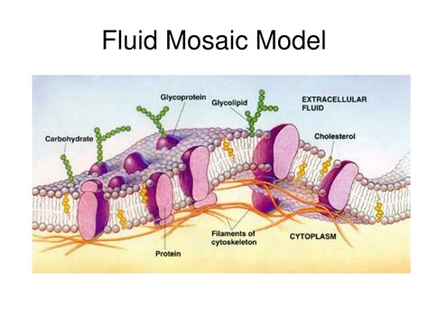 PPT - Fluid Mosaic Model PowerPoint Presentation, free download - ID:443074