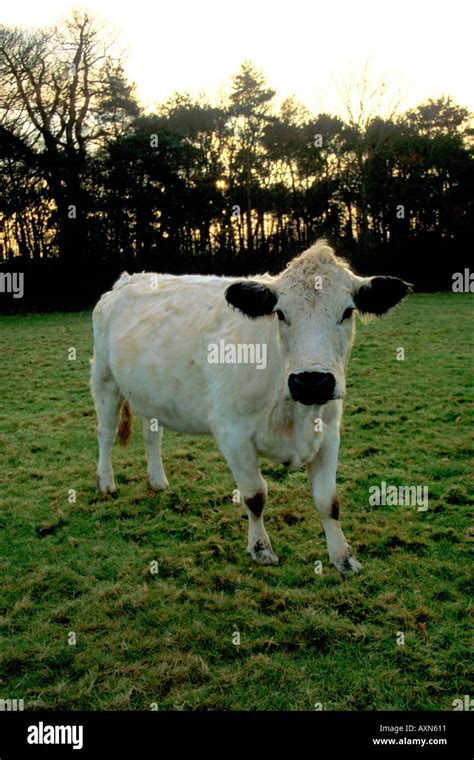 British white cattle hi-res stock photography and images - Alamy