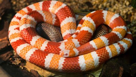 Do Milk Snakes Eat Frogs? Milk Snake Diet Explained!