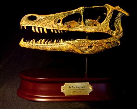 Velociraptor Skull Replica by DinoStoreus - Dan's Dinosaurs