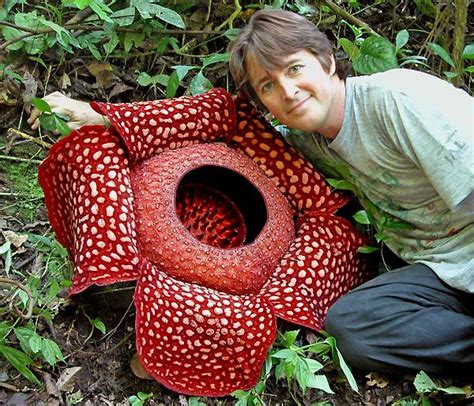 Today I Learned...: The rafflesia is the largest single flower in the ...