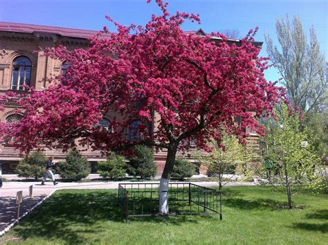 Красноцветная яблоня Недзвецкого | Rose apple tree, Apple tree, Plants