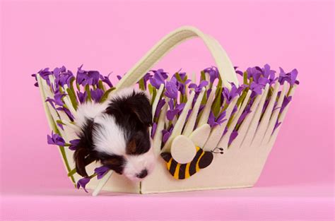 A Cute Puppy Is Sleeping In A Basket With Lilac Flowers Stock Photo ...