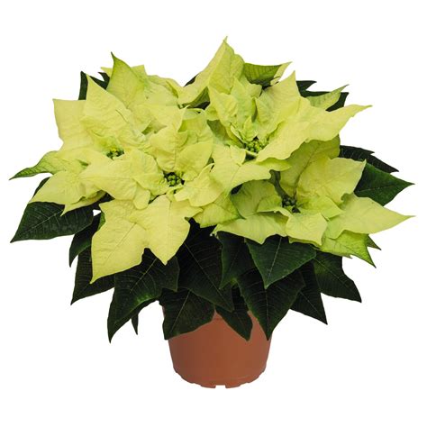 Poinsettia Varieties | Karthauser & Sons, Inc