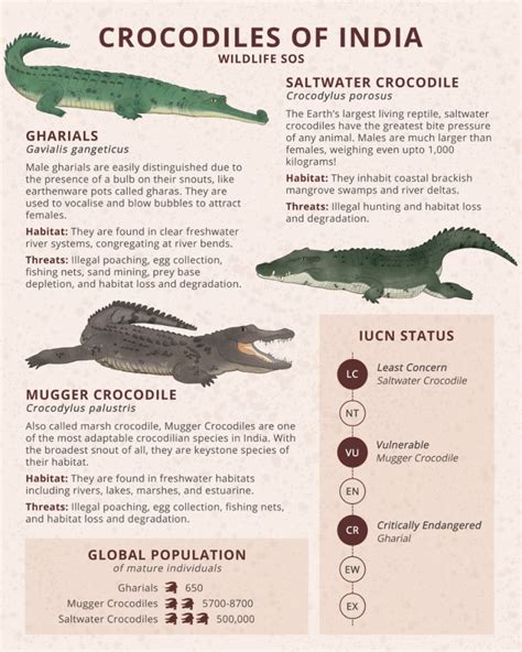 All Alligator Species