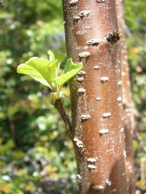 Bitter Cherry, Prunus emarginata | Native Plants PNW