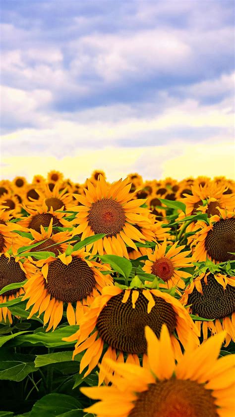 Sunflower iPhone Wallpapers - Wallpaper Cave