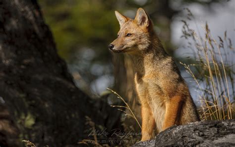 Gauchos, Patagonia, Chile | Wildlife of Torres del Paine National park, Patagonia, Chile. | Mike ...