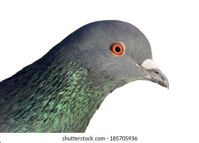 Feral Pigeon Head Close Isolated On Stock Photo 185705936 | Shutterstock