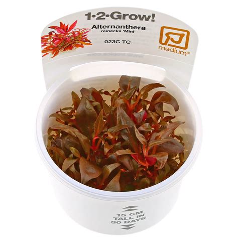 Alternanthera reineckii 'Mini' - 1-2-GROW! | Aquasabi - Aquascaping Shop