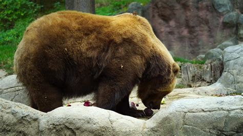 Video of Kamchatka brown bear 32500597 Stock Video at Vecteezy