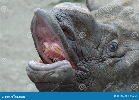 Adult Male Indian Rhinoceros Close-up Head with Removed Single Horn Opening Its Mouth Baring ...