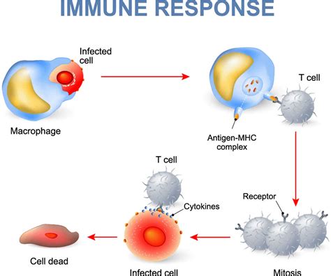 Immune response, types of immune response & how your immune system work