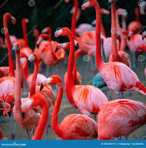 Beautiful Pink Flamingo. Flock of Pink Flamingos in a Pond Stock Image - Image of mexico, exotic ...