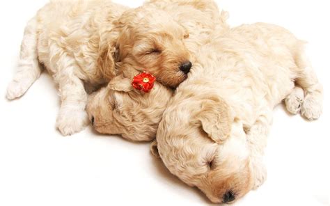 Sleeping Puppy Wallpapers - Top Free Sleeping Puppy Backgrounds ...