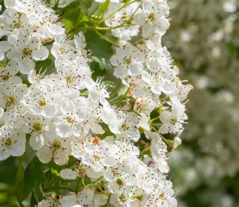 14 Trees with White Flowers to Brighten Your Yard