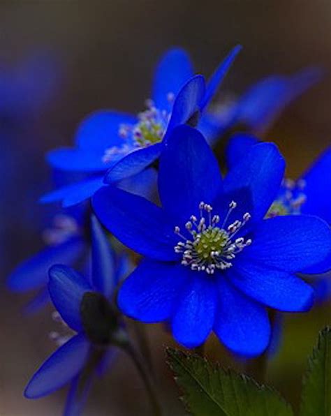 Beautiful Blue Flowers | Blue flower pictures, Blue flowers, Flower pictures