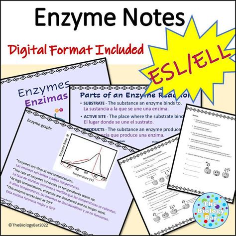 Biology Enzyme PowerPoint Notes and Student Notes – Bilingual Marketplace