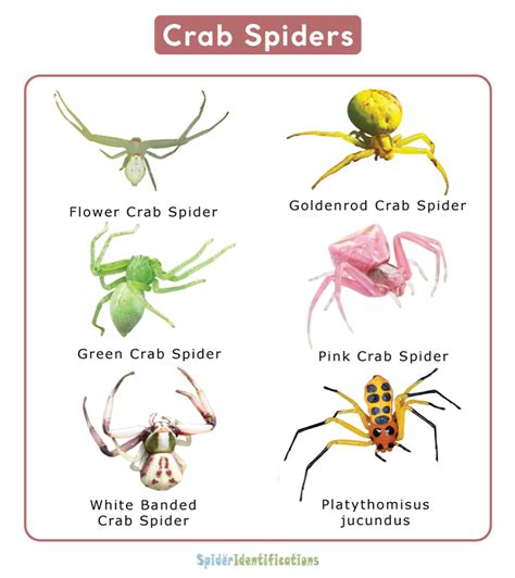 Crab Spider Bite