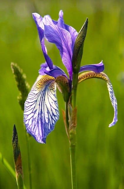 How to Grow Siberian Iris: Care Guide | Happy DIY Home