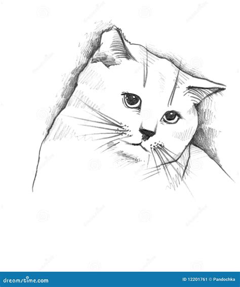 Cat, The Pencil Sketch Stock Image - Image: 12201761