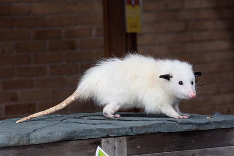 Luna the Opossum - The Houston Zoo