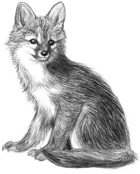 1000+ images about GRAPHITE PENCIL DRAWINGS OF FOX on Pinterest