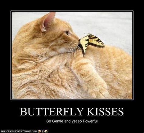 butterfly | Butterfly, Funny cats, Cat photo