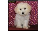 Bolognese Puppies for Sale from Reputable Dog Breeders