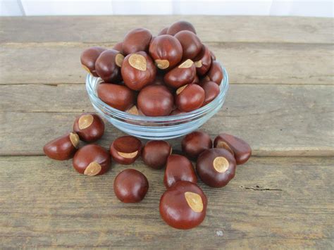 25 Buckeyes Nuts Fall Decorating Horse Chestnuts Crafts Natural ...