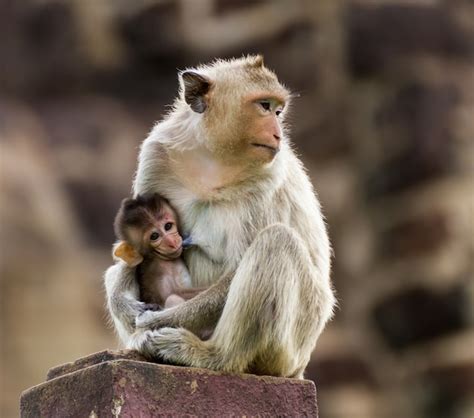 Premium Photo | Baby monkey and mother