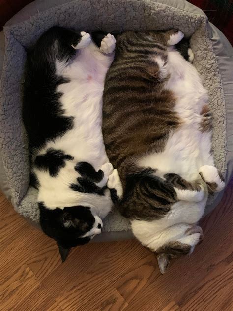 Chonk and chonker : cats