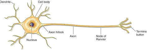 Graphic of a neuron with various parts labeled: dendrite, cell body, nucleus, axon hillock ...