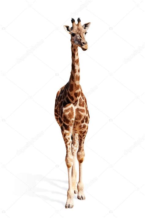 Baby giraffe Stock Photo by ©macniak 5332139