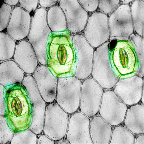 Lakna Panawala – PLANT STOMATA ENCYCLOPEDIA