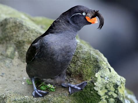 Crested Auklet - eBird