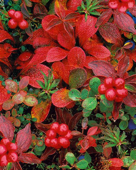 Collection 100+ Pictures How Do Bearberry Plants Survive In The Tundra ...