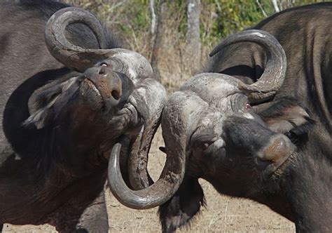 Cape Buffalo Fights | African buffalo, Animals wild, Elephants photos