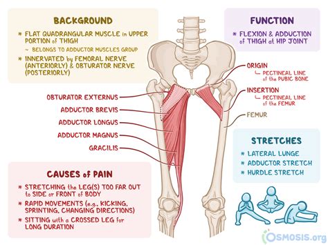 Pectineus: What Is It, Location, Function, and More | Osmosis