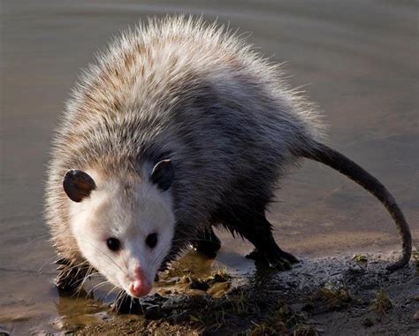 Woodland Wildlife Spotlight - The Misunderstood Opossum | University of ...