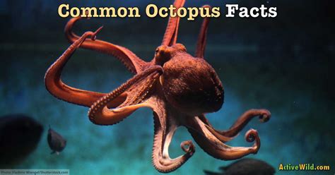 Common Octopus Facts For Kids & Students: Pictures, Information & Video. Discover This Amazing ...