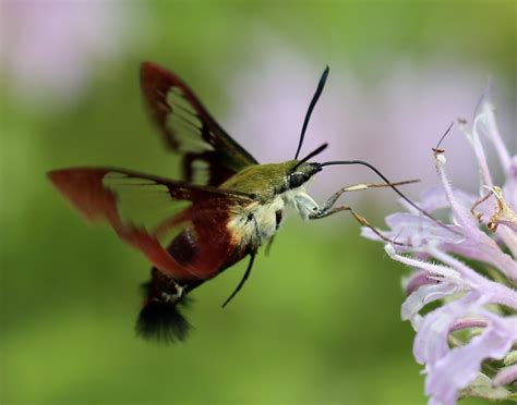 Hummingbird Clearwing moth